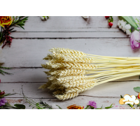 Ear of bleached wheat (5 pcs.)