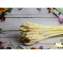 Ear of bleached wheat (5 pcs.)