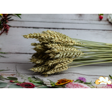 Spikelet of natural wheat (5 pcs.)